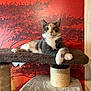cat, calico, cat_tree, indoor, lounging, paws, crossed_paws, feline, pet, animal, brown, white, orange, background, wall_art, tree_silhouette, sitting, close_up, cozy, portrait