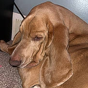 Hank is registered to the contest to win money with this photo: brown_fur, carpet, closeup, companion, cozy, dog, domestic_animal, ear, floor, floppy_ears, indoor, mammal, nose, paw, pet, portrait, resting, sleepy, snout, whiskers