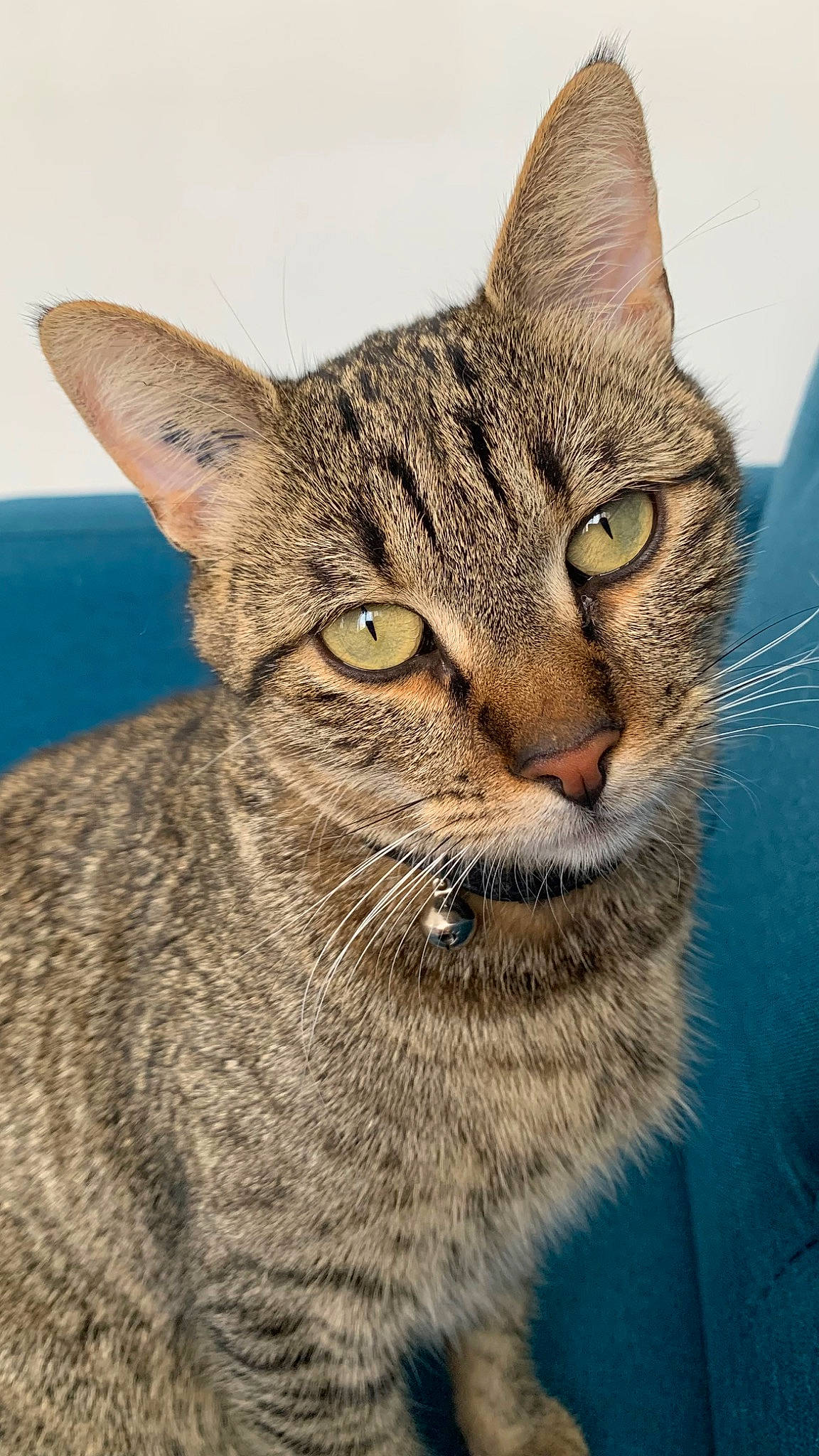 Kalash a rejoint le concours — aidez-le/la à gagner de superbes lots ! bobcat, carnivore, cat, domestic_short_haired_cat, felidae, fur, lynx, small_to_medium_sized_cats, snout, terrestrial_animal, whiskers, wildlife