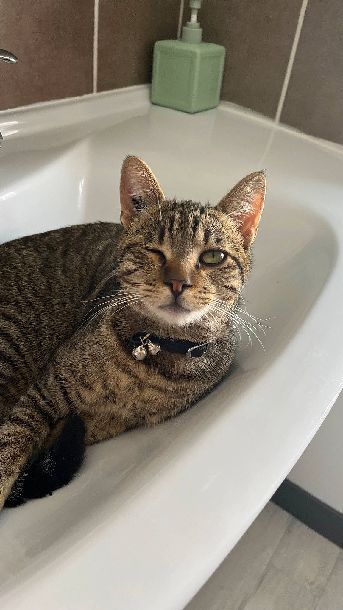 Kalash participe au concours pour gagner de l'argent avec cette photo : bathroom, bathtub, carnivore, cat, ceramic, domestic_short_haired_cat, felidae, fluid, fur, grey, plumbing, plumbing_fixture, sitting, small_to_medium_sized_cats, snout, terrestrial_animal, whiskers, window