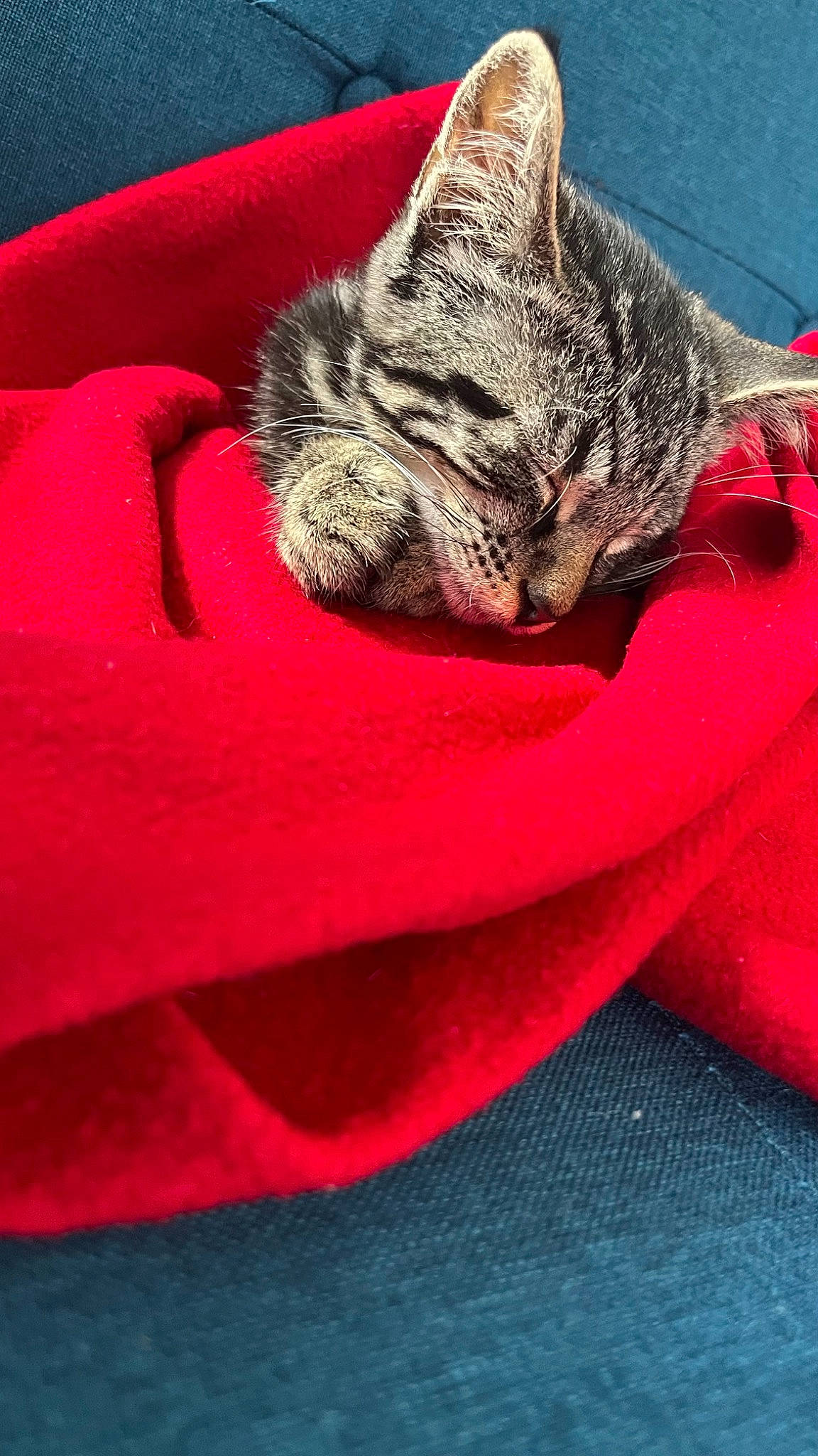 Bob a rejoint le concours — aidez-le/la à gagner de superbes lots ! carnivore, cat, claw, close_up, comfort, domestic_short_haired_cat, eye, felidae, fur, grass, grey, leg, macro_photography, magenta, plant, red, small_to_medium_sized_cats, tail, terrestrial_animal, whiskers