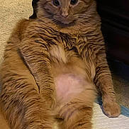 Jack is registered to the contest to win money with this photo: belly, carpet, cat, chair_leg, close_up, cozy, floor, fluffy, fur_texture, furniture, ginger_cat, green_eyes, indoor, orange_fur, paw, pet, portrait, relaxed, sitting, whiskers