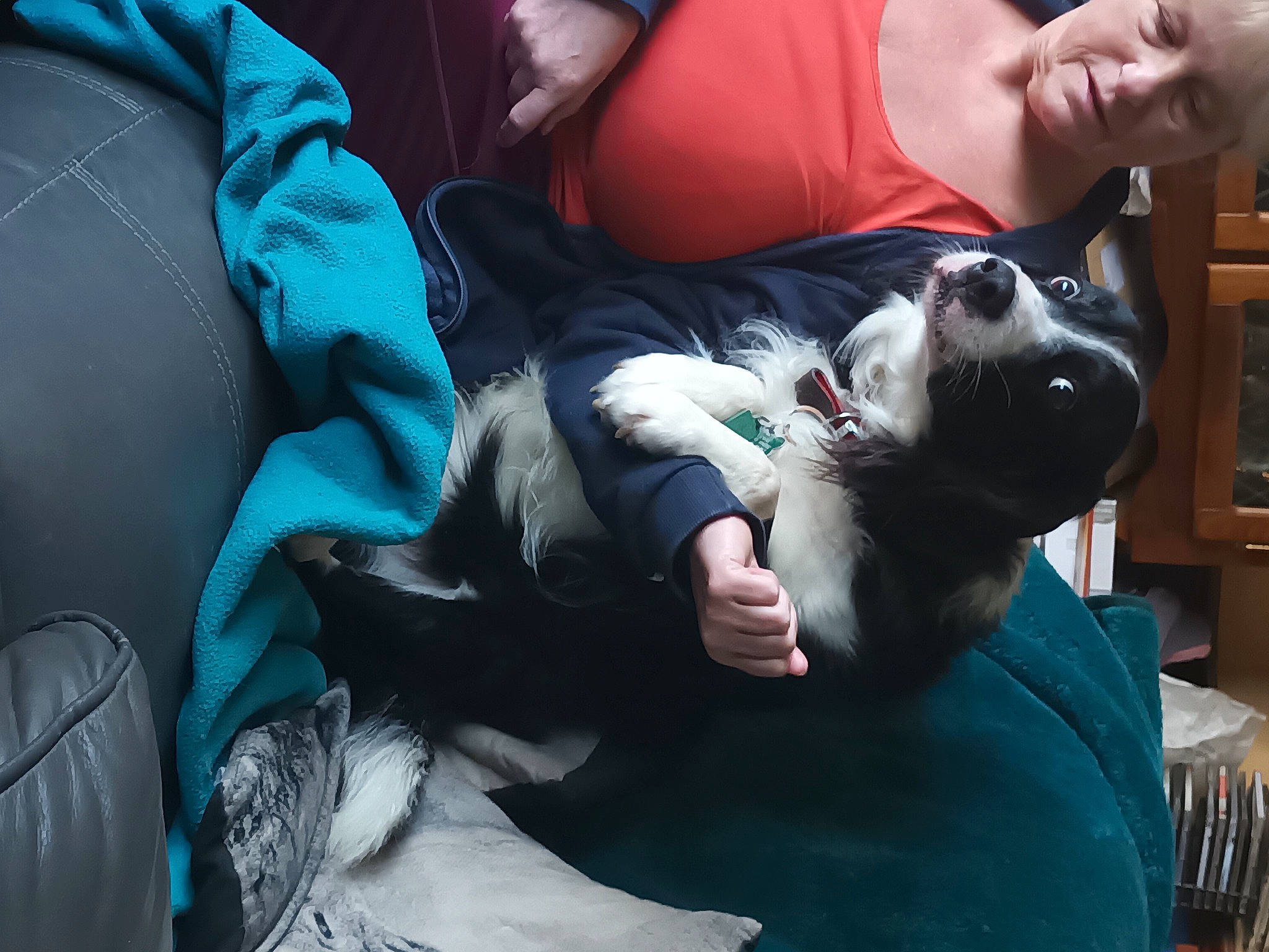 Lewie joined the competition — help win amazing prizes! canidae, carnivore, child, comfort, companion_dog, dog_breed, electric_blue, felidae, fun, fur, lap, linens, nap, sitting, sleep, sporting_group, thigh