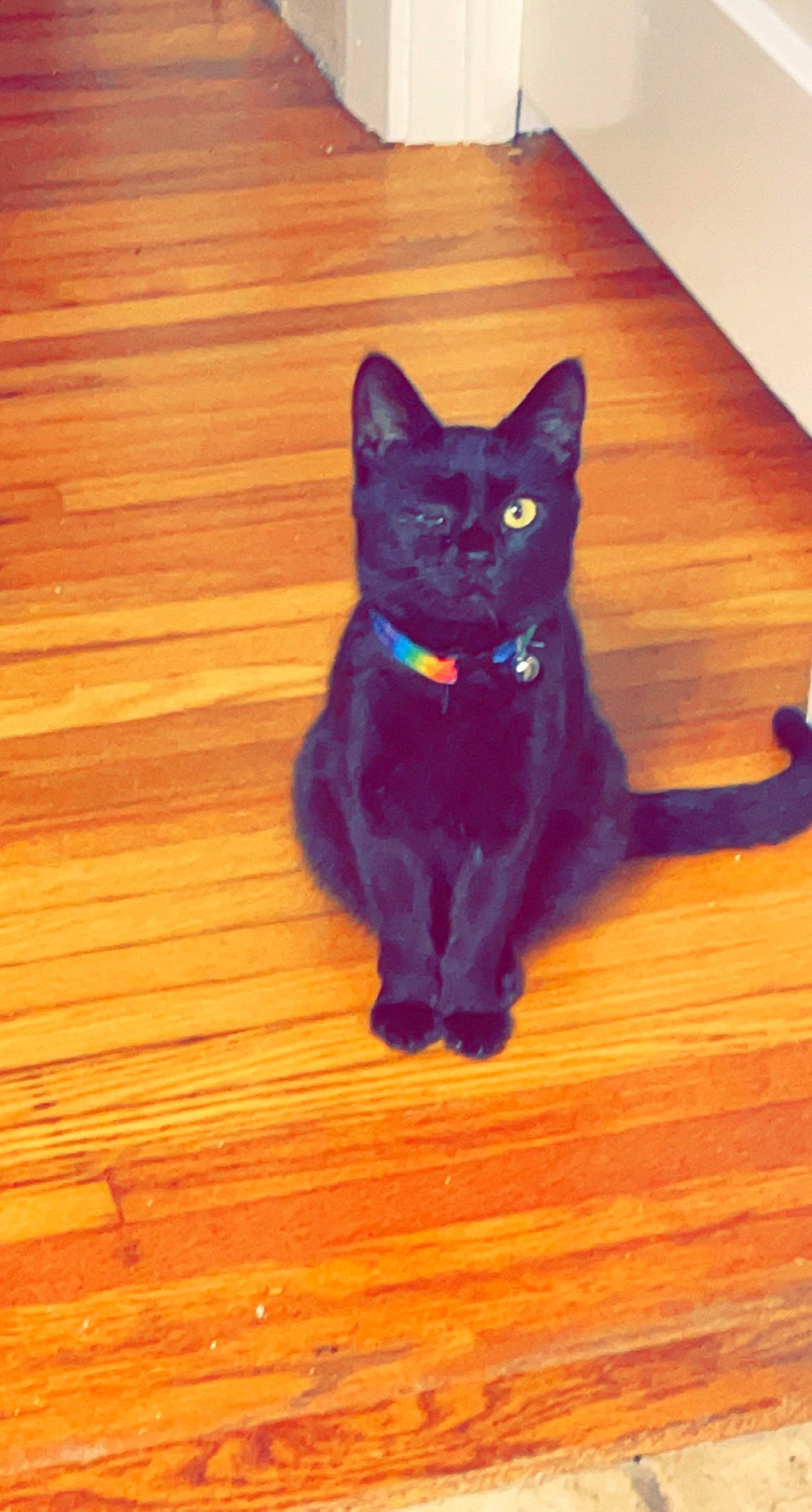 Jolene is registered to the contest to win money with this photo: black_cat, carnivore, cat, dog_breed, electric_blue, eye, fawn, felidae, floor, flooring, hardwood, head, laminate_flooring, purple, small_to_medium_sized_cats, snout, tail, whiskers, wood, wood_stain