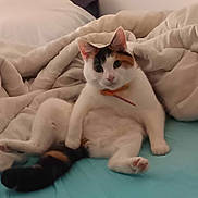 Vicky a rejoint le concours — aidez-le/la à gagner de superbes lots ! cat, calico, pet, indoor, bed, blanket, feline, animal, relaxed, cute, fur, whiskers, paw, tail, collar, domestic, mammal, resting, curious, sitting
