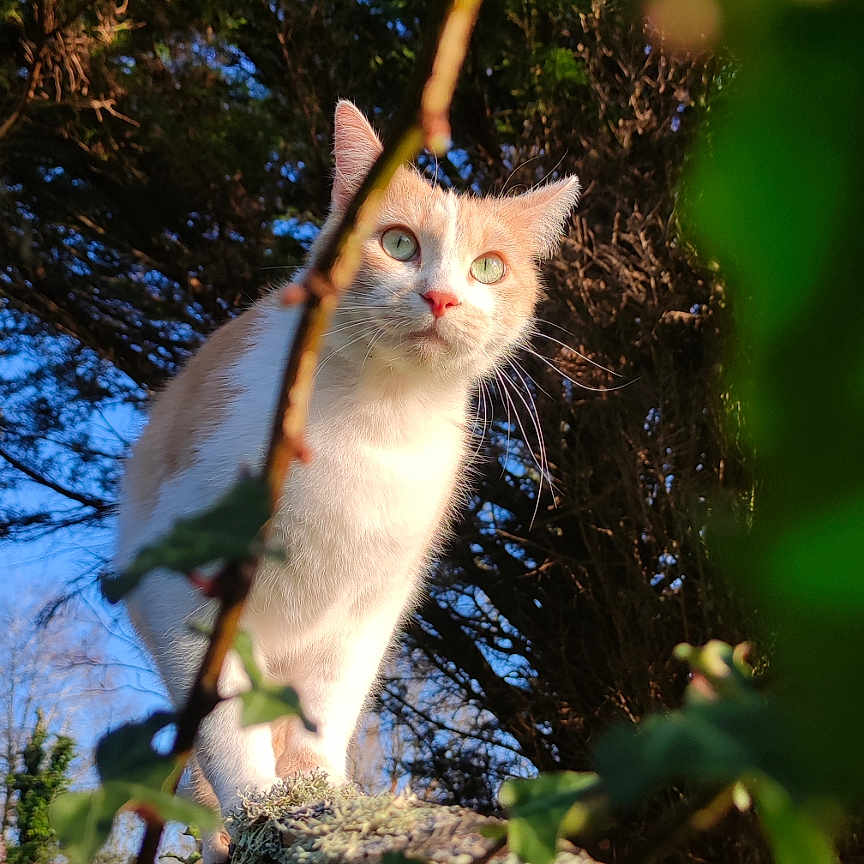 Caramel participe au concours pour gagner de l'argent avec cette photo : abyssinian, angora, animal, blackcat, cat, fir, flower, herbs, ivy, kitten, leaf, manx, pet, plant, siamese, slate, tree, vegetation, wood