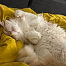 Sanji participe au concours pour gagner de l'argent avec cette photo : cat, sleeping, fluffy, white_cat, pet, domestic_animal, cozy, blanket, yellow, indoor, resting, fur, cute, paw, relaxed, couch, animal, feline, closeup, comfort