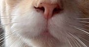 Sanji participe au concours pour gagner de l'argent avec cette photo : cat, close_up, face, whiskers, nose, curious, pet, animal, feline, fur, ears, eyes, portrait, indoor, soft_light, cute, muzzle, focus, close_range, fluffy