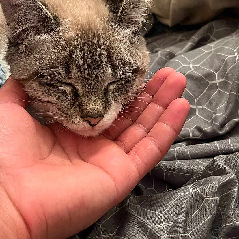 Guya a rejoint le concours — aidez-le/la à gagner de superbes lots ! abyssinian, animal, baby, blanket, bodypart, cat, face, finger, hand, head, kitten, manx, person, pet, photography, portrait, quilt, siamese, skin, sleeping