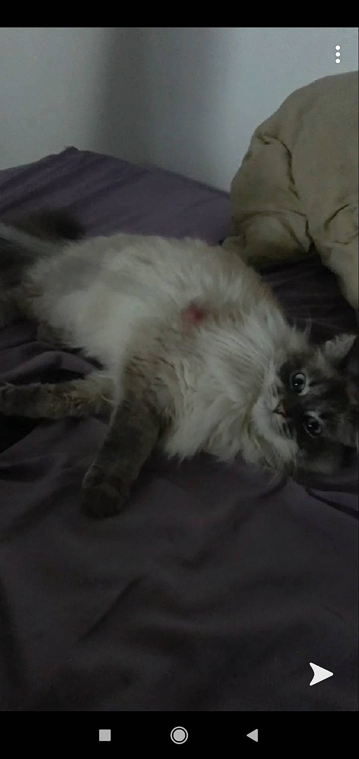 Chipie participe au concours pour gagner de l'argent avec cette photo : birman, british_longhair, carnivore, cat, domestic_long_haired_cat, felidae, fur, himalayan, kitten, nap, norwegian_forest_cat, paw, persian, ragamuffin, ragdoll, small_to_medium_sized_cats, whiskers