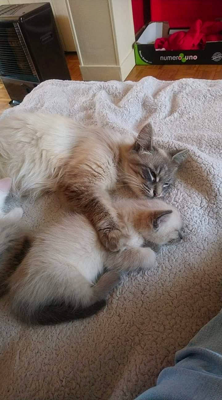 Chipie participe au concours pour gagner de l'argent avec cette photo : balinese, british_longhair, carnivore, cat, domestic_long_haired_cat, fawn, felidae, fur, kitten, mammal, norwegian_forest_cat, persian, ragamuffin, ragdoll, small_to_medium_sized_cats, whiskers