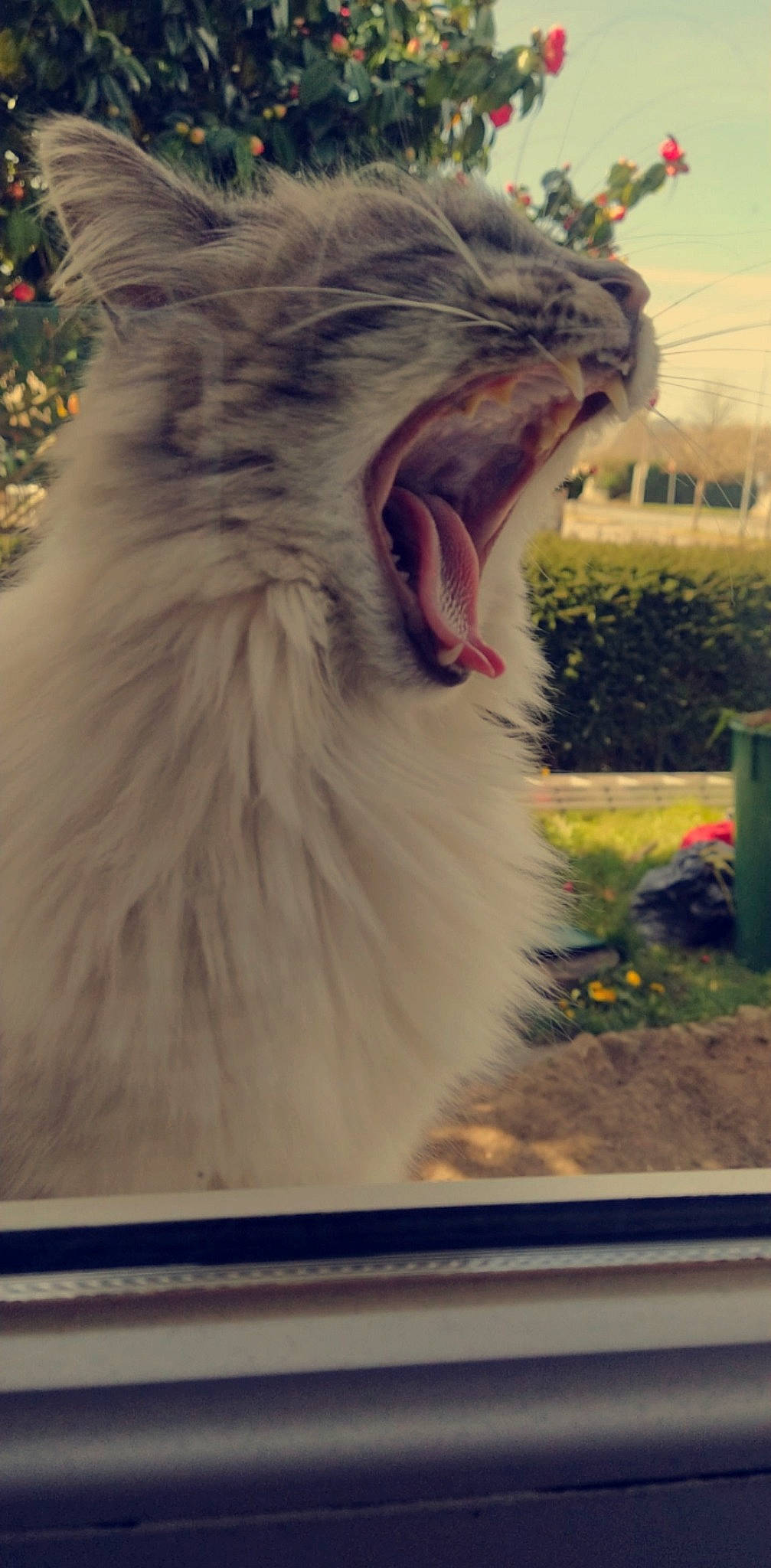 Chipie a rejoint le concours — aidez-le/la à gagner de superbes lots ! carnivore, cat, facial_expression, felidae, norwegian_forest_cat, roar, small_to_medium_sized_cats, whiskers, wildlife, yawn