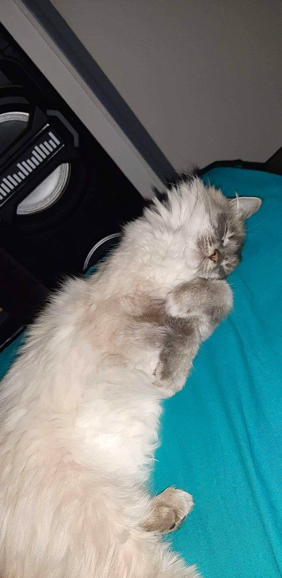 Chipie participe au concours pour gagner de l'argent avec cette photo : asian_semi_longhair, birman, british_longhair, british_semi_longhair, carnivore, cat, domestic_long_haired_cat, fawn, felidae, fur, kitten, mammal, napoleon_cat, norwegian_forest_cat, persian, ragamuffin, ragdoll, small_to_medium_sized_cats, tail, whiskers