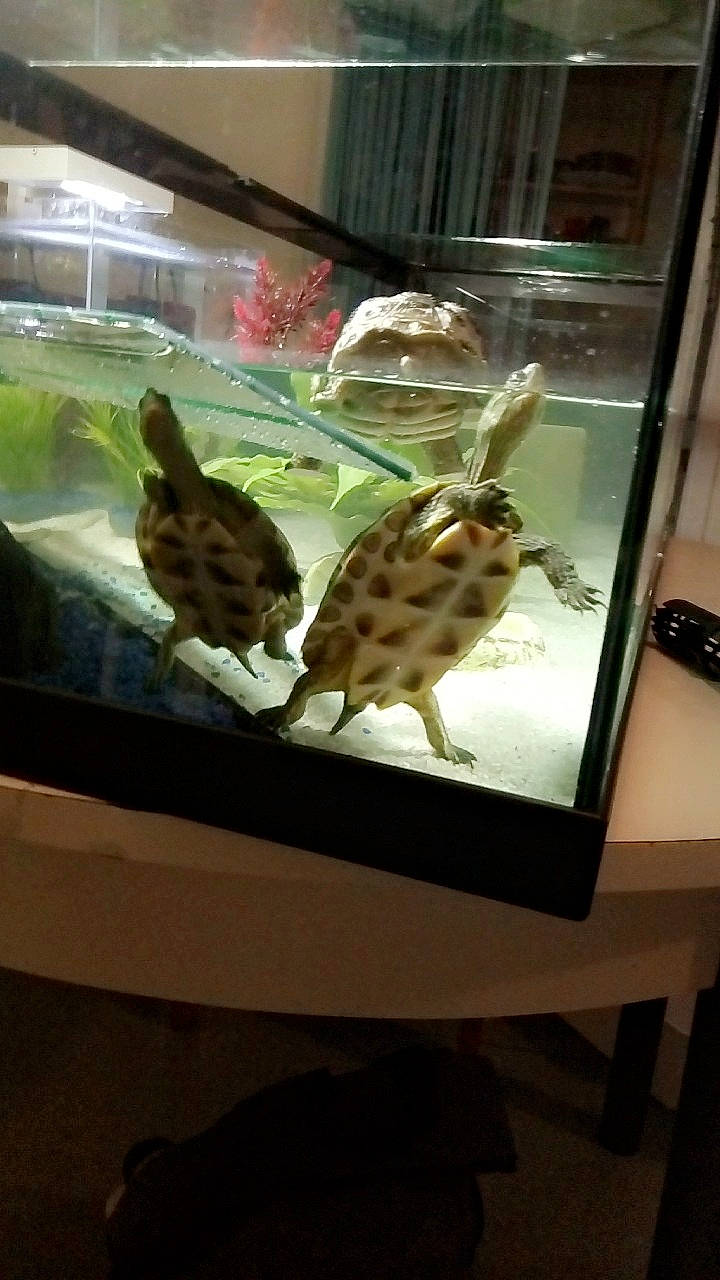 Samy participe au concours pour gagner de l'argent avec cette photo : museum, organism, reptile, tortoise, tourist_attraction, turtle