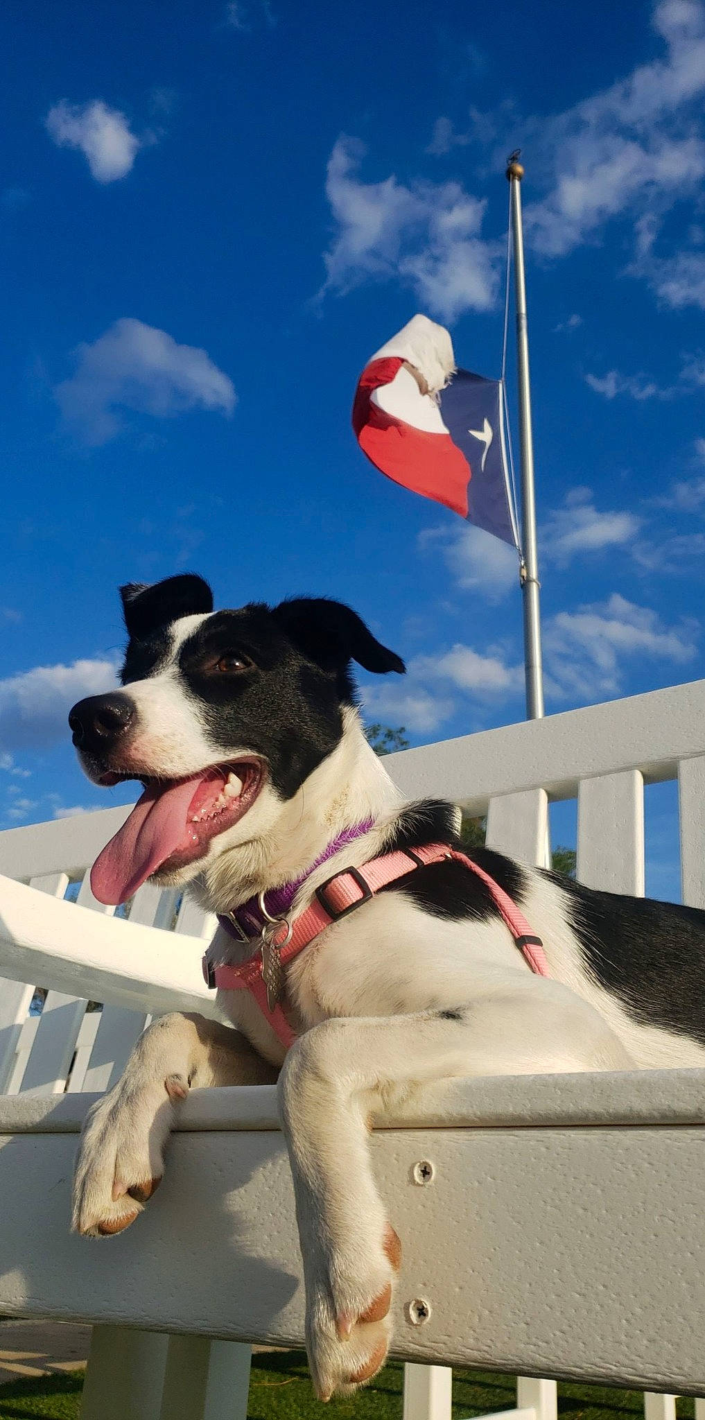 Chloe Mae joined the competition — help win amazing prizes! adventure, canidae, carnivore, dog, dog_breed, leash, lifejacket, rat_terrier, sporting_group, terrier, vacation, vehicle