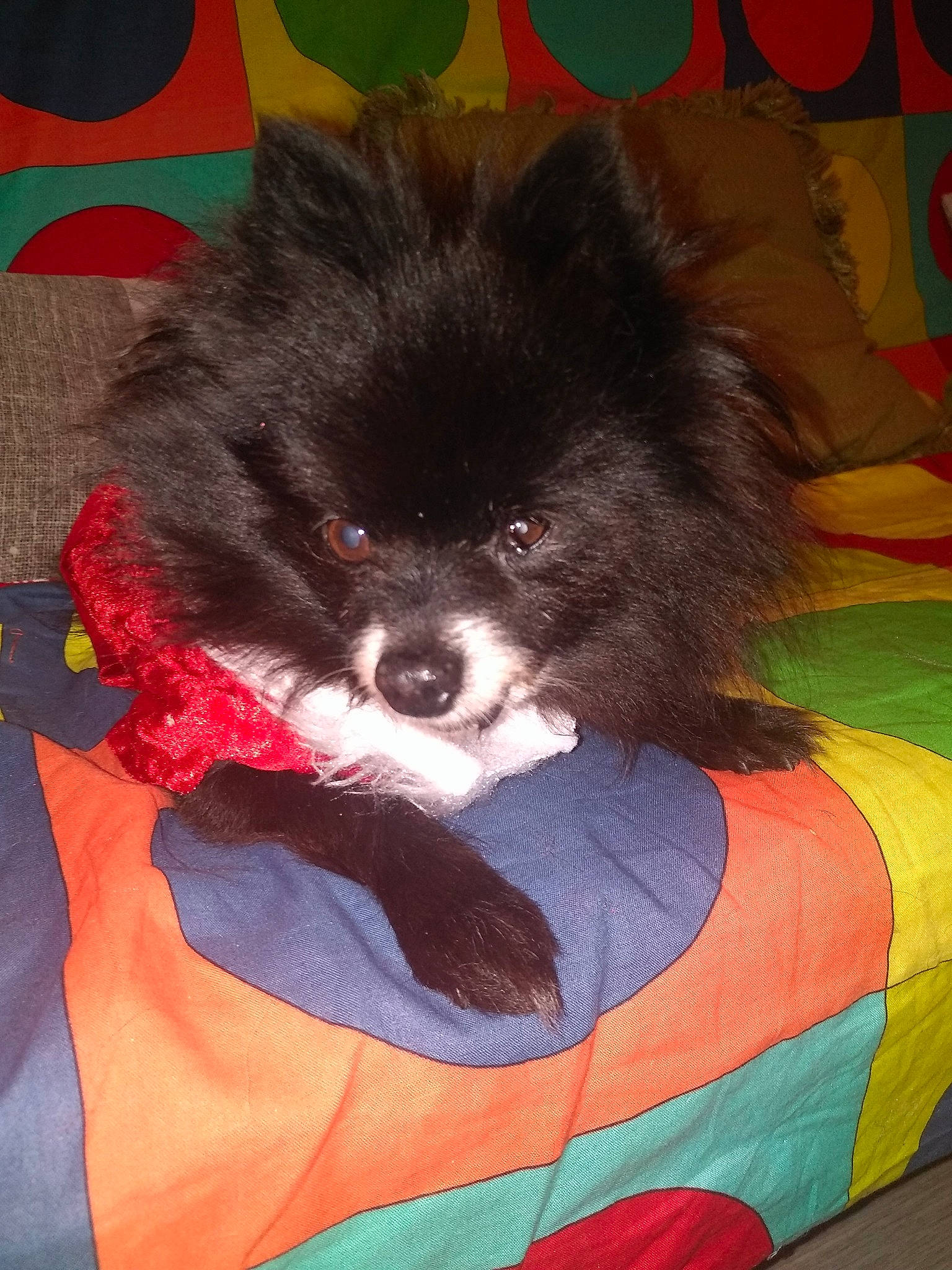 Cannabis a rejoint le concours — aidez-le/la à gagner de superbes lots ! canidae, carnivore, companion_dog, dog, dog_breed, german_spitz, german_spitz_klein, german_spitz_mittel, mammal, non_sporting_group, pomeranian, puppy, schipperke, spitz, toy_dog