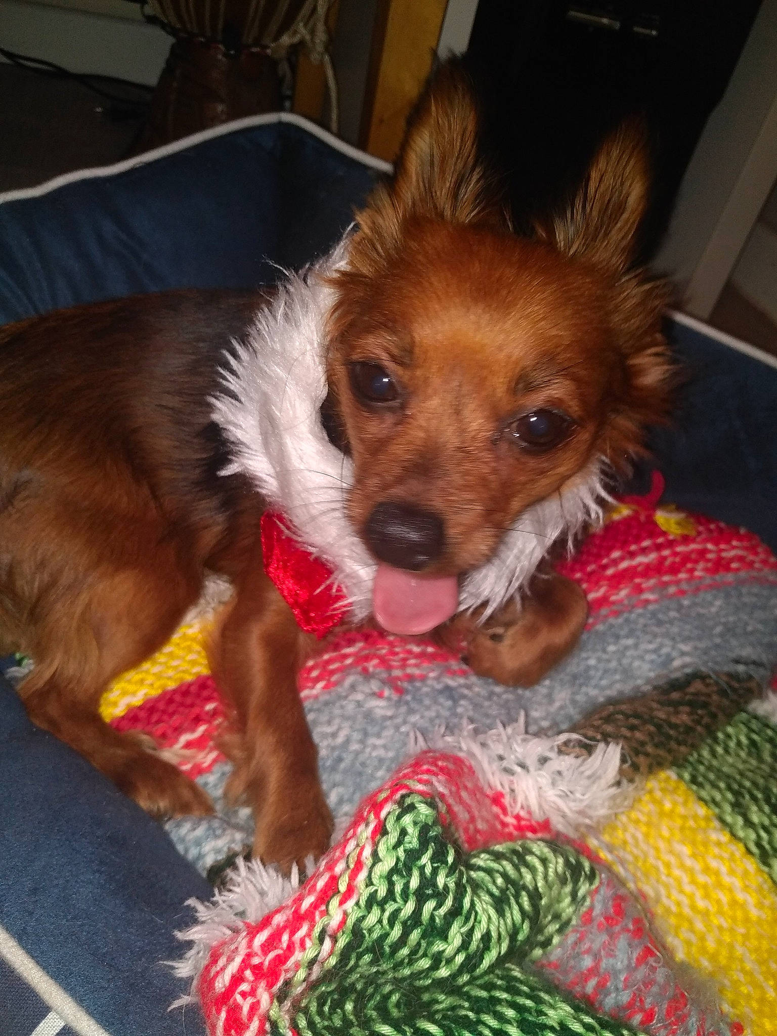 Dana a rejoint le concours — aidez-le/la à gagner de superbes lots ! canidae, carnivore, companion_dog, dog, dog_breed, fawn, mammal, puppy, rare_breed_dog, snout, sporting_group, terrier