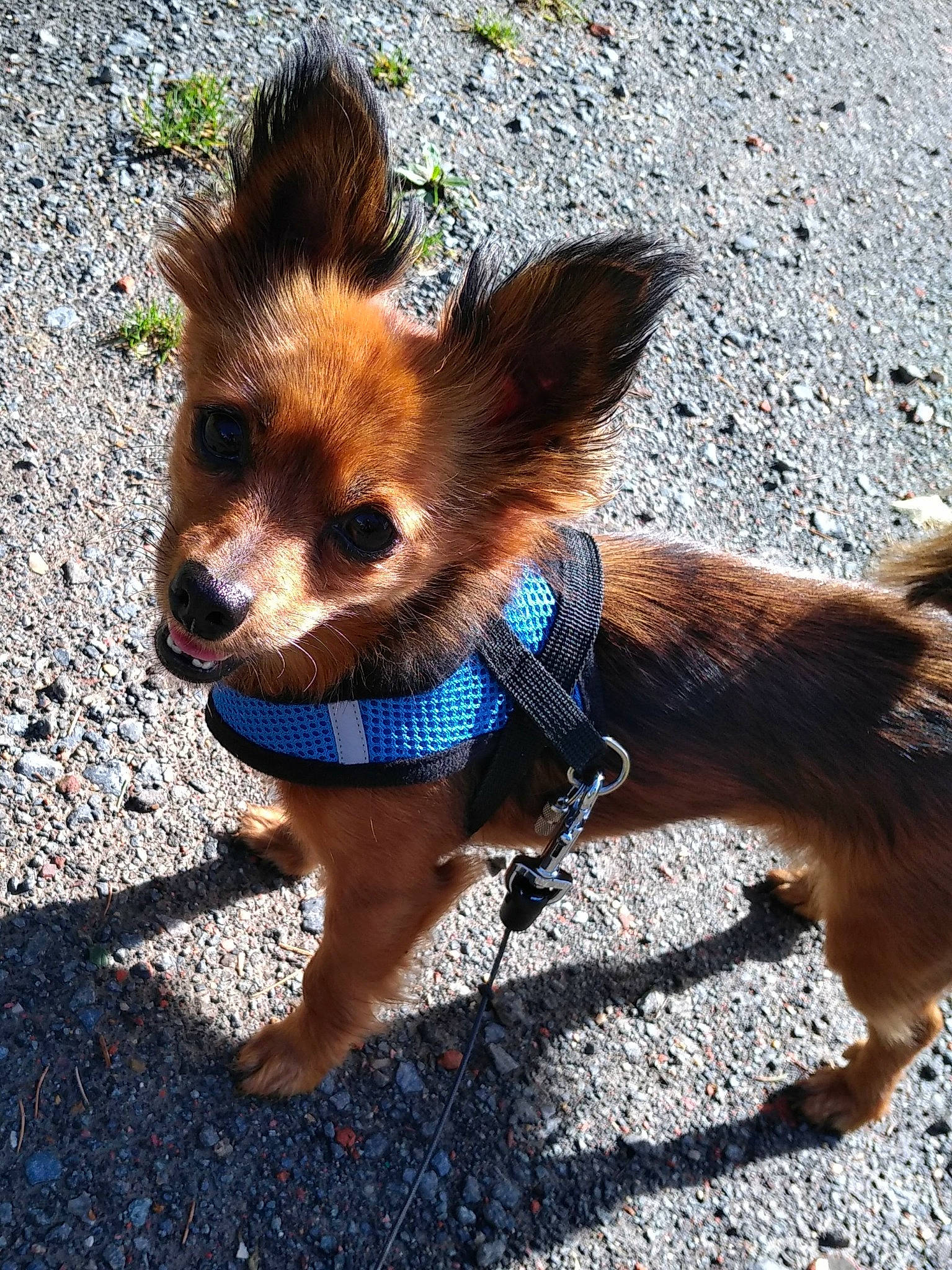 Dana participe au concours pour gagner de l'argent avec cette photo : canidae, carnivore, chihuahua, companion_dog, dog, dog_breed, dog_clothes, fawn, fur, leash, mammal, pomeranian, puppy, russkiy_toy, snout, sporting_group, terrier, toy_dog