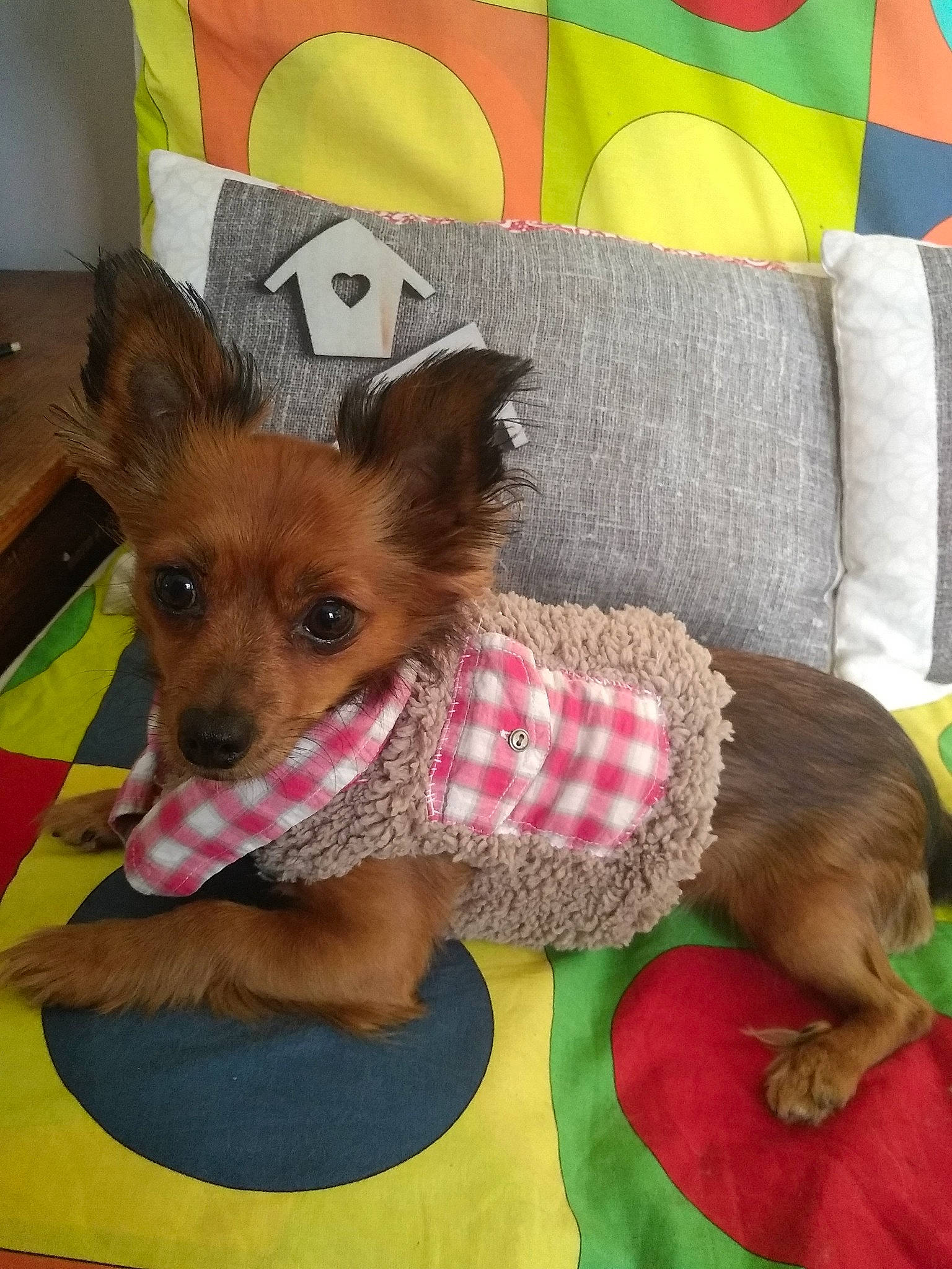 Dana a rejoint le concours — aidez-le/la à gagner de superbes lots ! australian_terrier, canidae, carnivore, companion_dog, dog, dog_breed, dog_clothes, fawn, mammal, norwich_terrier, puppy, rare_breed_dog, russkiy_toy, snout, terrier, toy_dog, yorkipoo, yorkshire_terrier