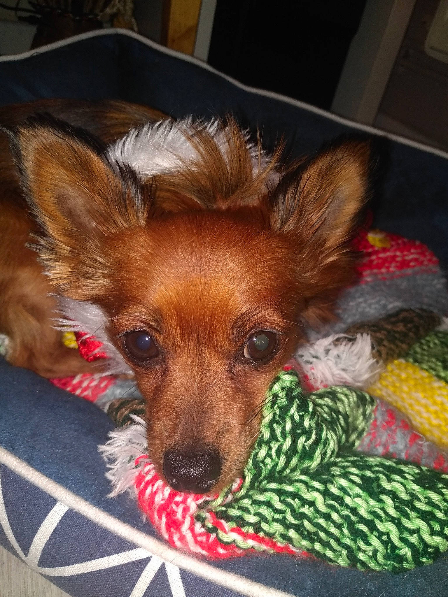 Dana a rejoint le concours — aidez-le/la à gagner de superbes lots ! canidae, carnivore, companion_dog, dog, dog_breed, ear, fawn, fur, mammal, puppy, russkiy_toy, snout, sporting_group, terrier, toy_dog, whiskers