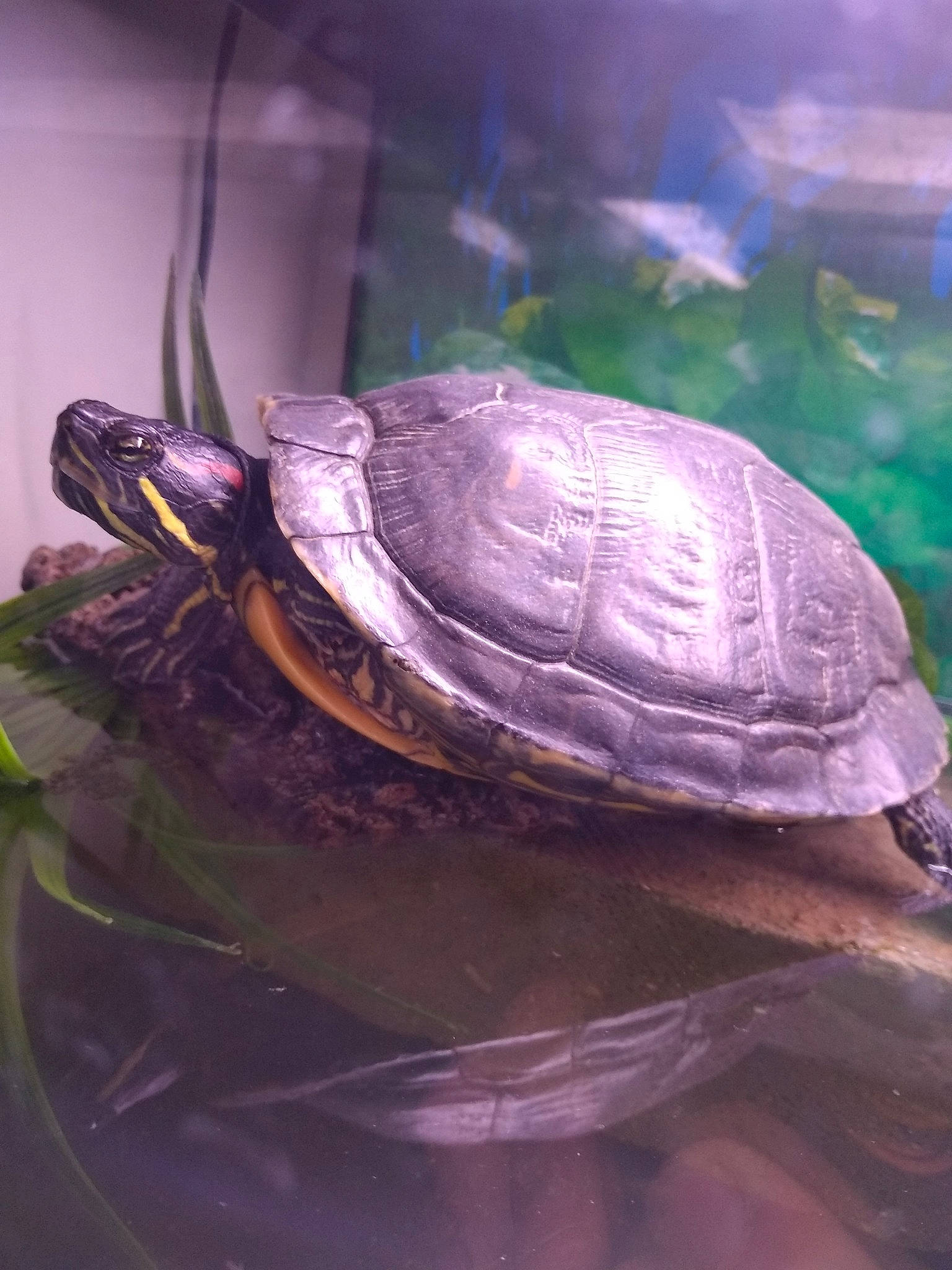 Godzilla participe au concours pour gagner de l'argent avec cette photo : box_turtle, common_map_turtle, common_snapping_turtle, florida_redbelly_turtle, geoemydidae, kinosternidae, organism, painted_turtle, pond_turtle, red_eared_slider, reptile, river_cooter, sea_turtle, terrapin, tortoise, trachemys, turtle