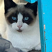 Bandit is registered to the contest to win money with this photo: animal, black_ears, blue, blue_eyes, cat, close_up, contrast, curious, door_frame, face, fur, indoor, looking, pet, quiet, shadow, still, texture, whiskers, white_fur