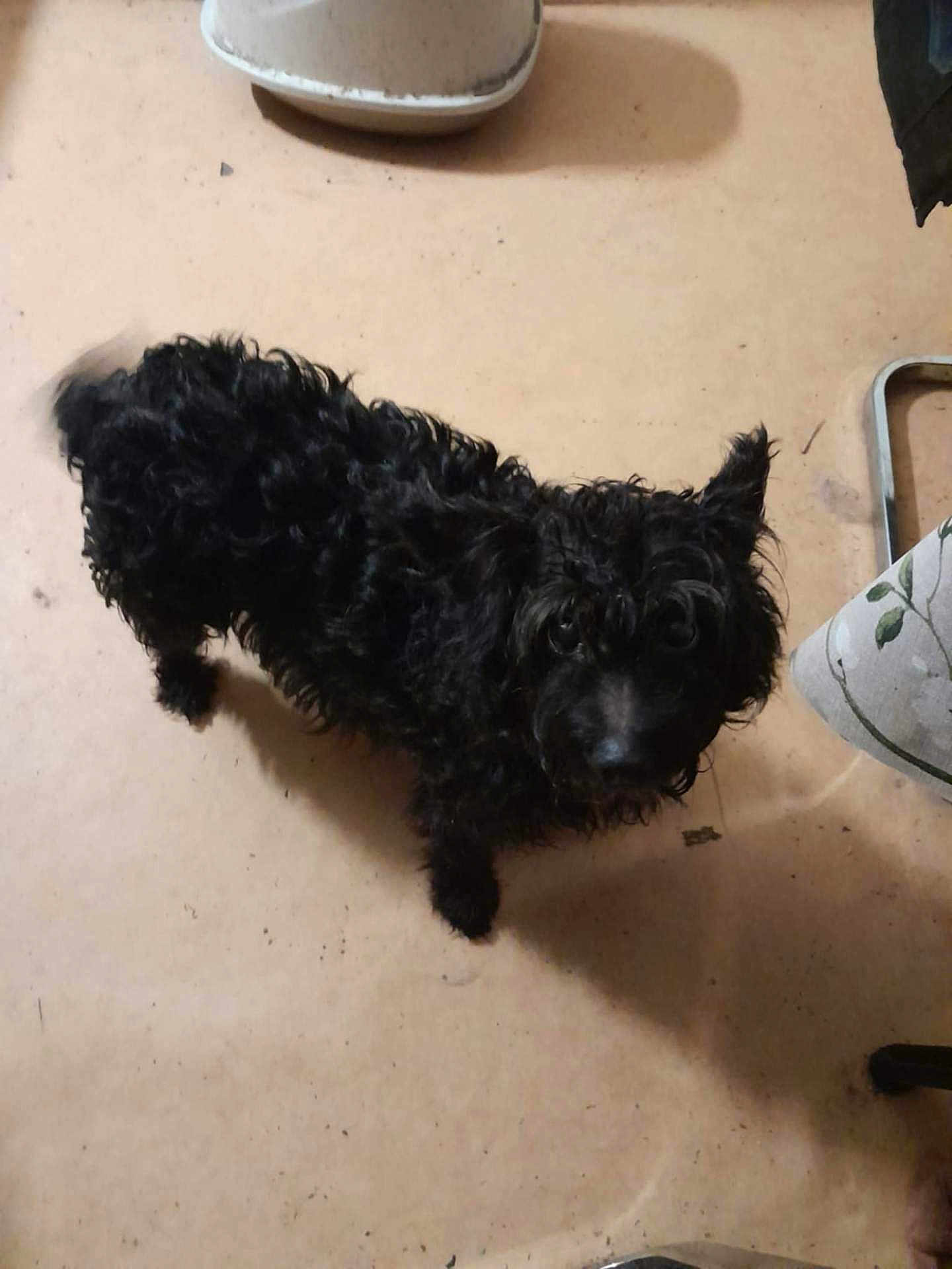 Princesse a rejoint le concours — aidez-le/la à gagner de superbes lots ! dog, black_dog, curly_fur, indoor, floor, pet, animal, looking_up, household, bucket, fabric, shadow, domestic, companion, cute, curious, fur, small_dog, canine, standing