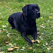 Samy participe au concours pour gagner de l'argent avec cette photo : dog, black_labrador, grass, leaves, outdoor, pet, animal, collar, laying_down, nature, canine, fall, greenery, daylight, mammal, quiet, loyal, portrait, resting, watchful