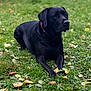dog, black_labrador, grass, leaves, outdoor, pet, animal, collar, laying_down, nature, canine, fall, greenery, daylight, mammal, quiet, loyal, portrait, resting, watchful