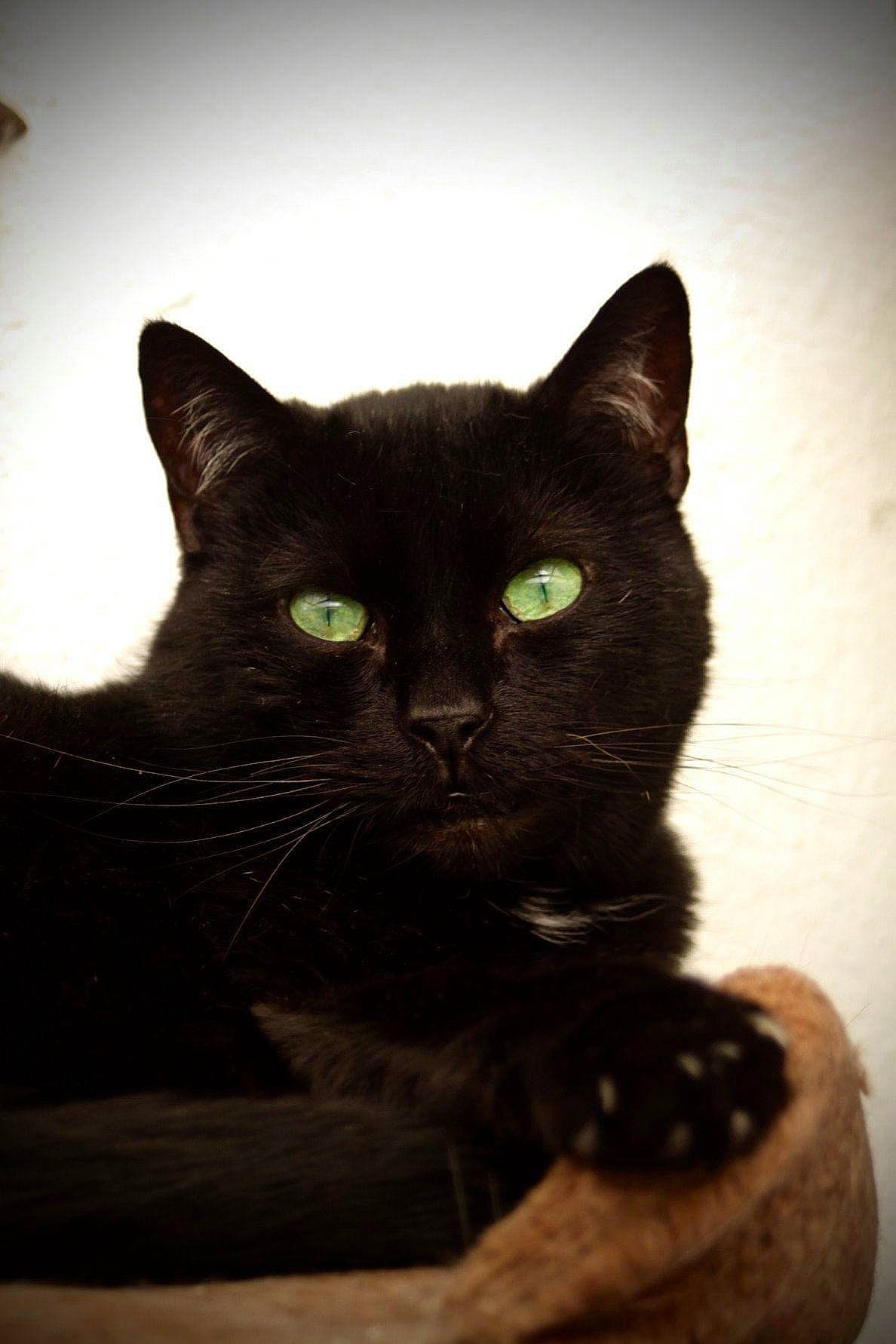 Pharaon a rejoint le concours — aidez-le/la à gagner de superbes lots ! black_cat, bombay, carnivore, cat, domestic_short_haired_cat, felidae, fur, iris, pet_supply, small_to_medium_sized_cats, snout, terrestrial_animal, tints_and_shades, whiskers