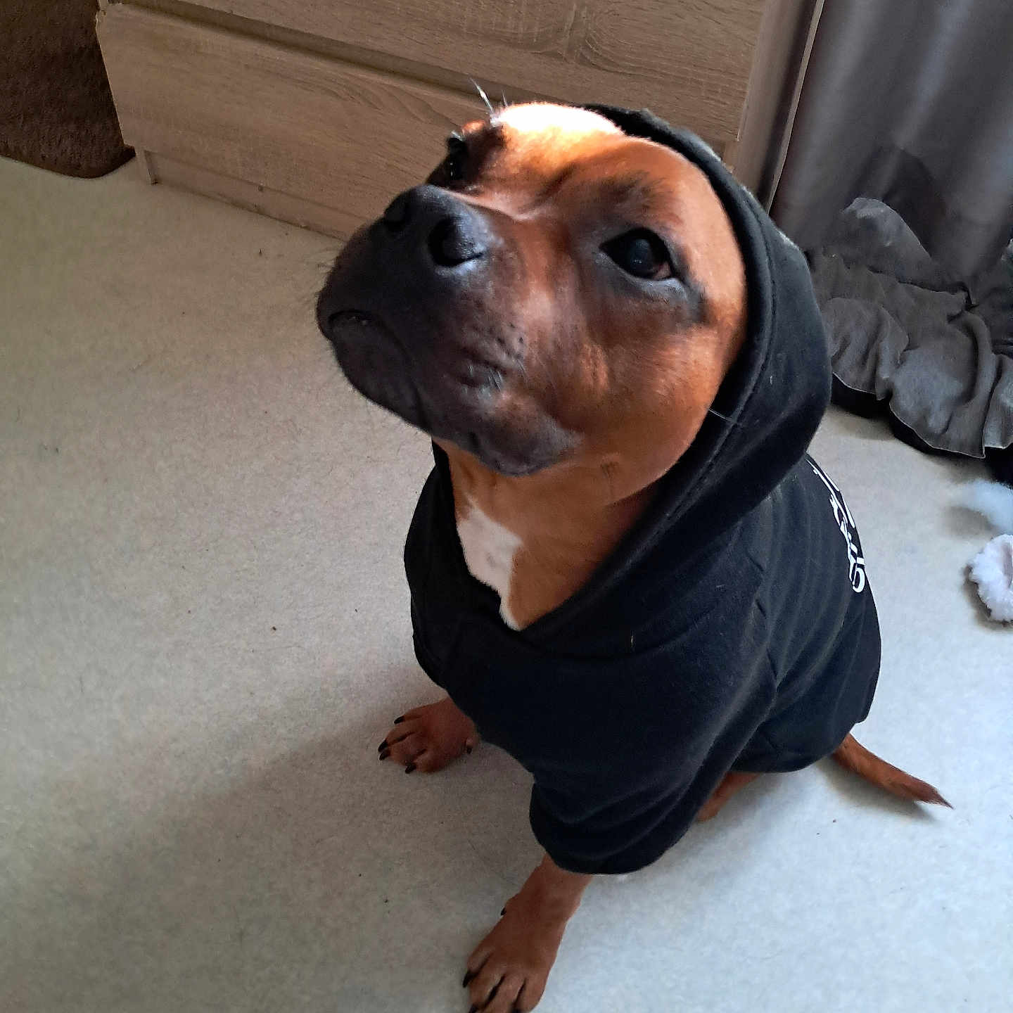 Valkyrie participe au concours pour gagner de l'argent avec cette photo : black_clothing, brown, canine, cozy, curtain, dog, ears, expression, floor, fur, hoodie, indoor, light, looking_up, nose, paw, pet, sitting, tail, wooden_furniture