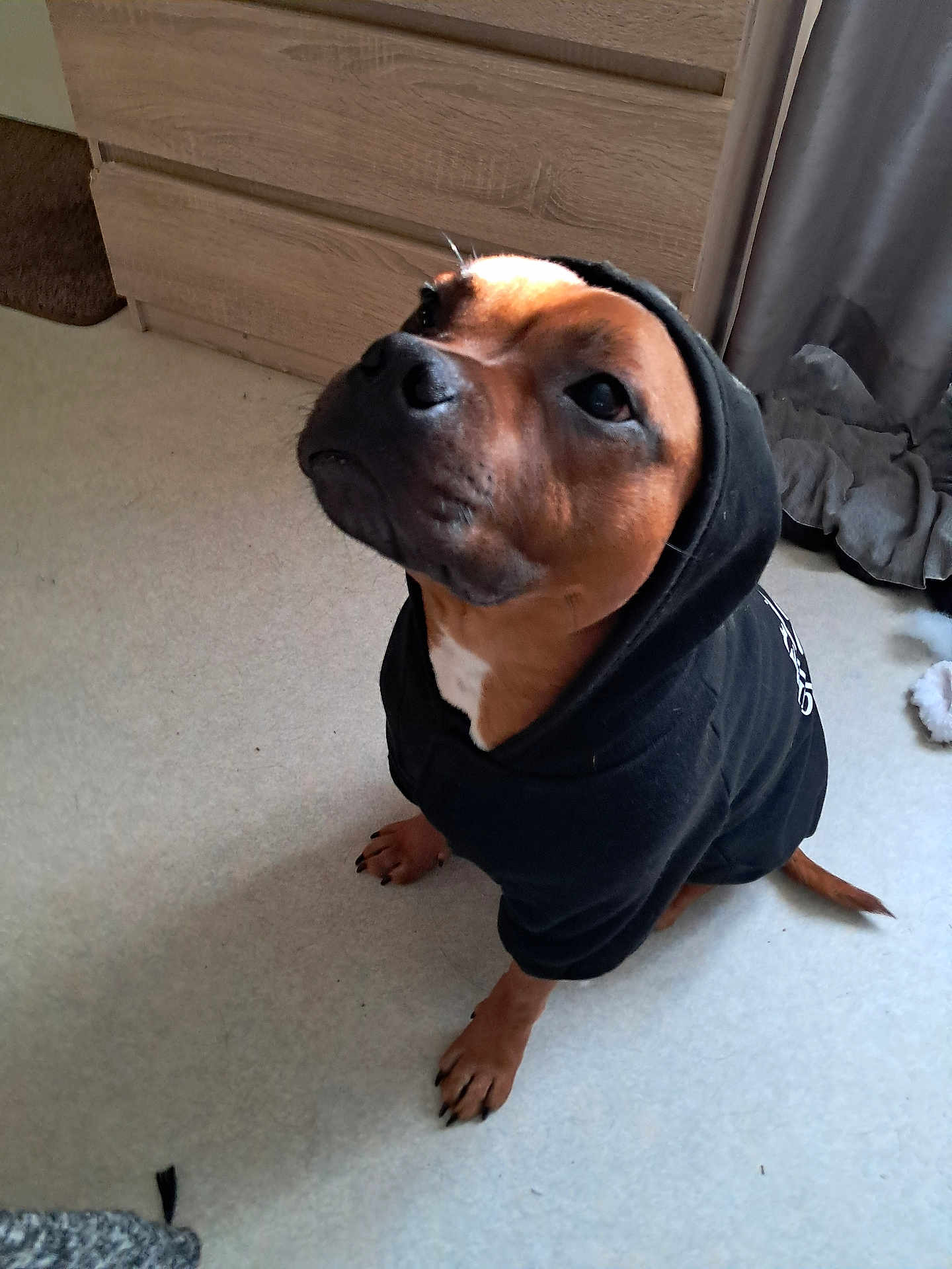 Valkyrie participe au concours pour gagner de l'argent avec cette photo : black_clothing, brown, canine, cozy, curtain, dog, ears, expression, floor, fur, hoodie, indoor, light, looking_up, nose, paw, pet, sitting, tail, wooden_furniture