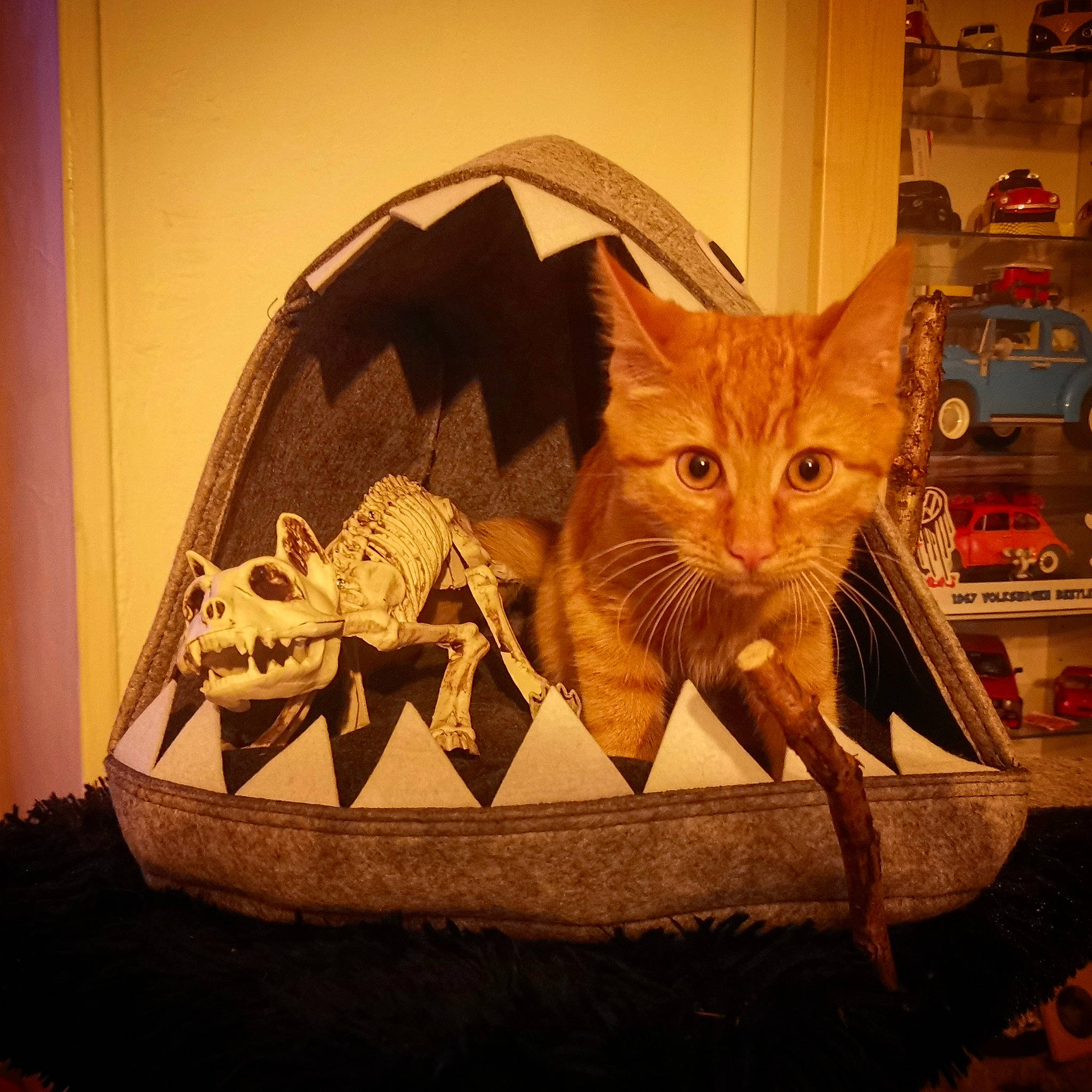 Poulpi a rejoint le concours — aidez-le/la à gagner de superbes lots ! asian, basket, carnivore, cat, felidae, home_accessories, kitten, small_to_medium_sized_cats, tabby_cat, whiskers