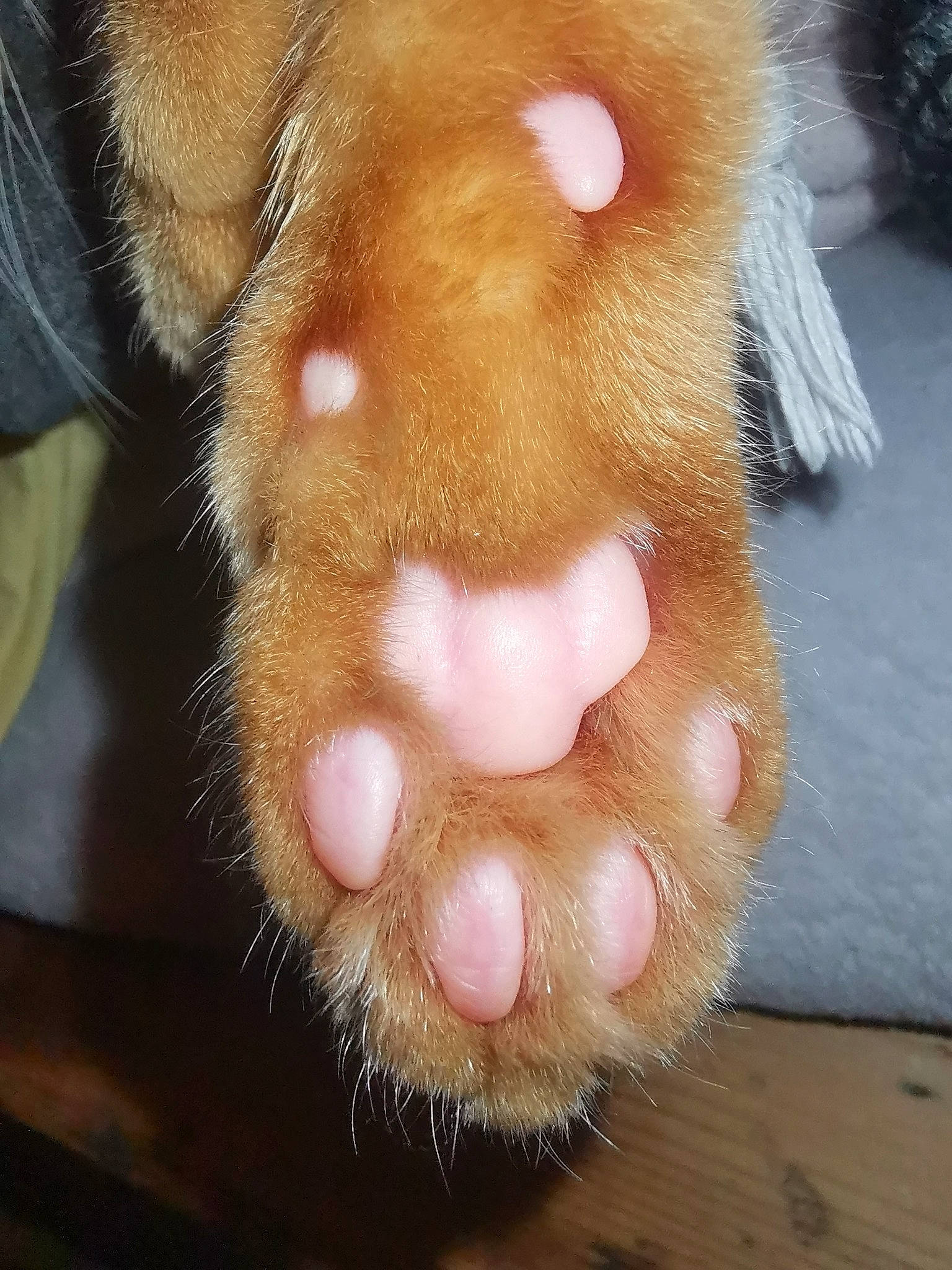 Poulpi participe au concours pour gagner de l'argent avec cette photo : claw, fawn, fur, nose, paw, snout, whiskers