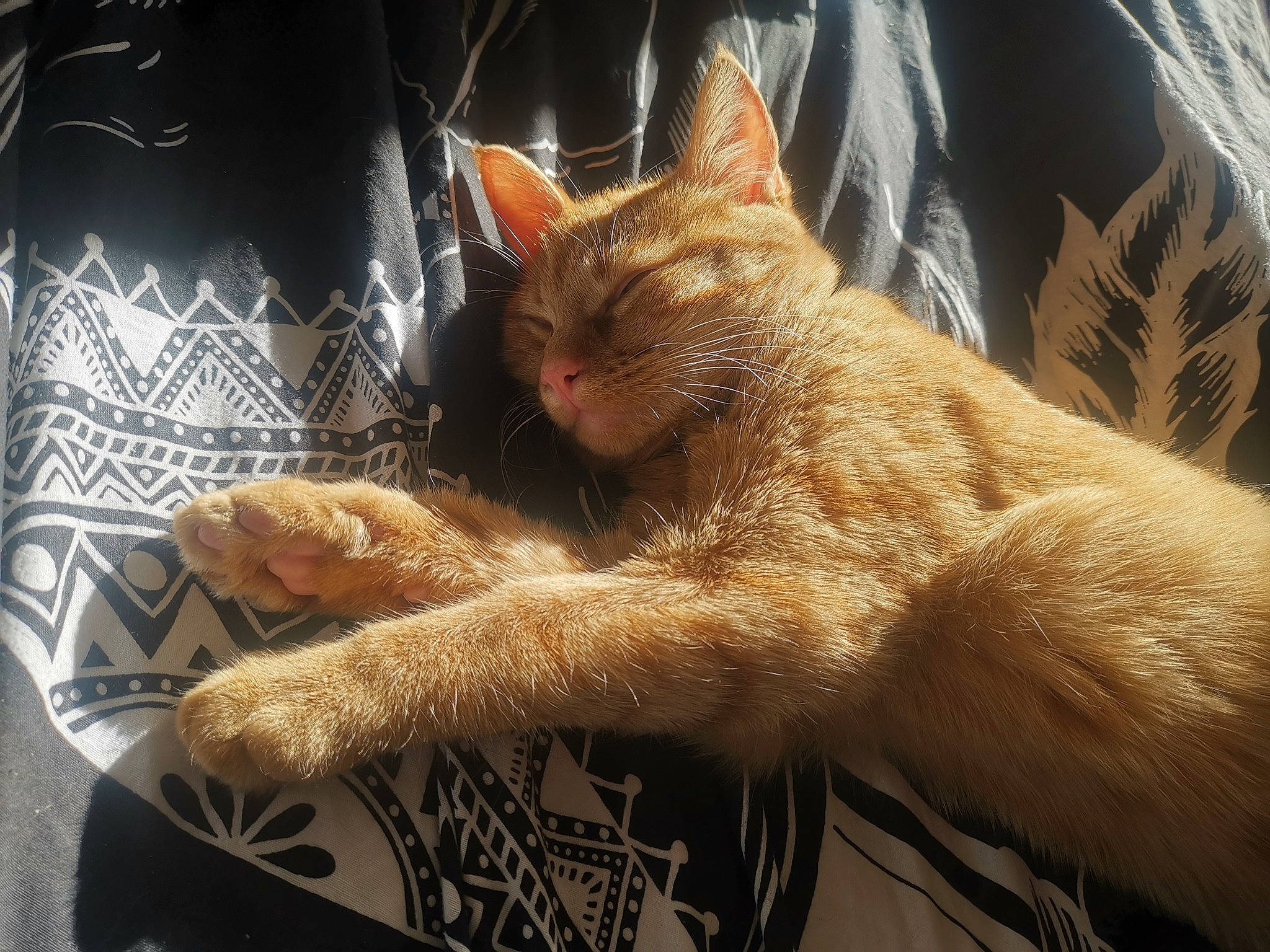 Poulpi participe au concours pour gagner de l'argent avec cette photo : asian, carnivore, cat, claw, domestic_short_haired_cat, ear, european_shorthair, fawn, felidae, fur, german_rex, nap, ojos_azules, organism, paw, polydactyl_cat, small_to_medium_sized_cats, snout, tail, whiskers