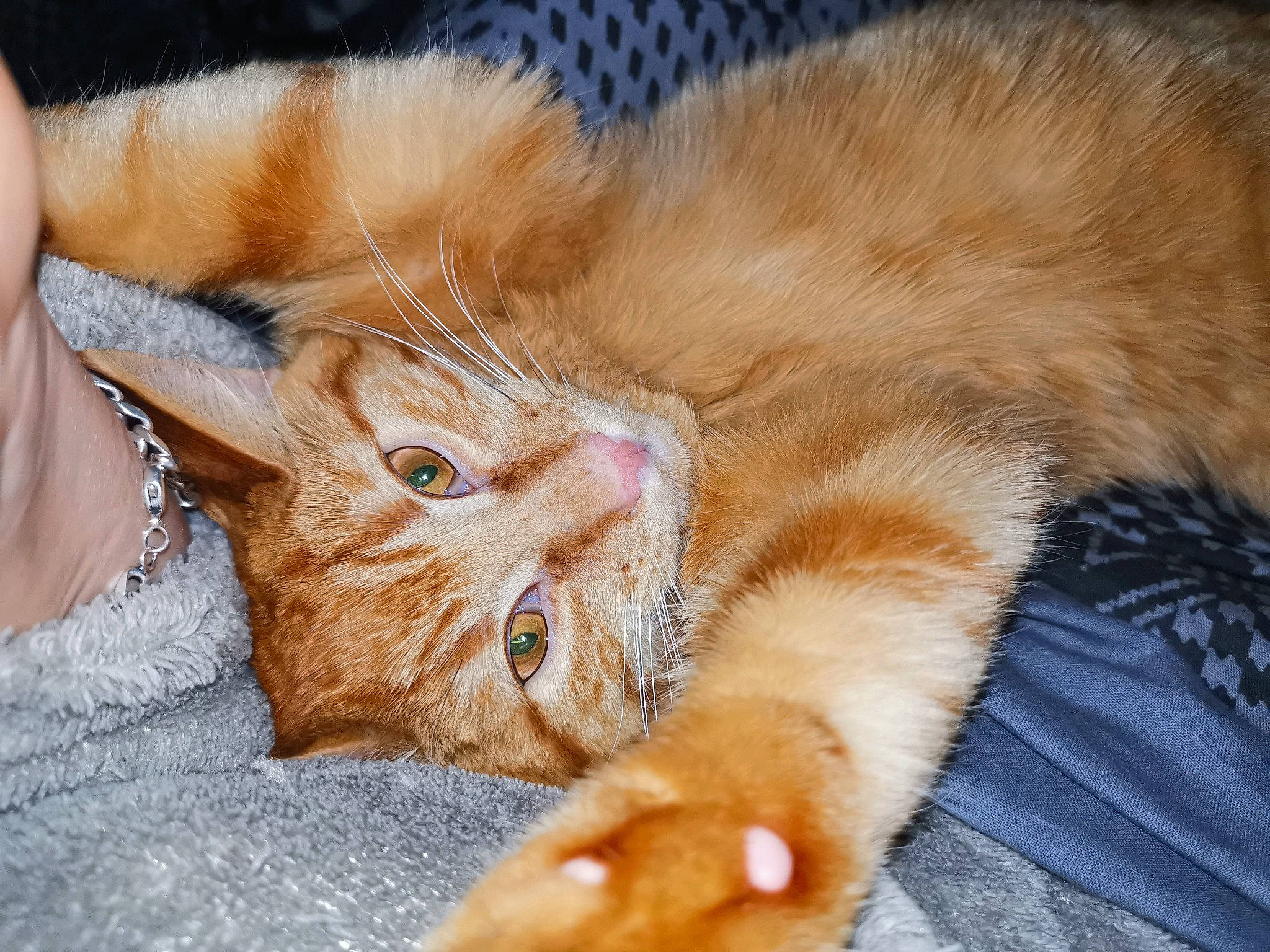 Poulpi participe au concours pour gagner de l'argent avec cette photo : asian, carnivore, cat, claw, domestic_long_haired_cat, ear, european_shorthair, eye, fawn, felidae, fur, german_rex, kitten, mammal, nose, small_to_medium_sized_cats, snout, somali, tabby_cat, whiskers