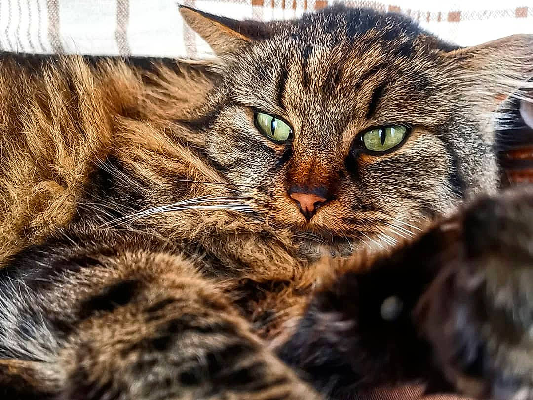 Bubule a rejoint le concours — aidez-le/la à gagner de superbes lots ! american_bobtail, asian, california_spangled, carnivore, cat, domestic_short_haired_cat, dragon_li, european_shorthair, felidae, fur, kitten, maine_coon, mammal, norwegian_forest_cat, pixie_bob, siberian, small_to_medium_sized_cats, tabby_cat, toyger, whiskers