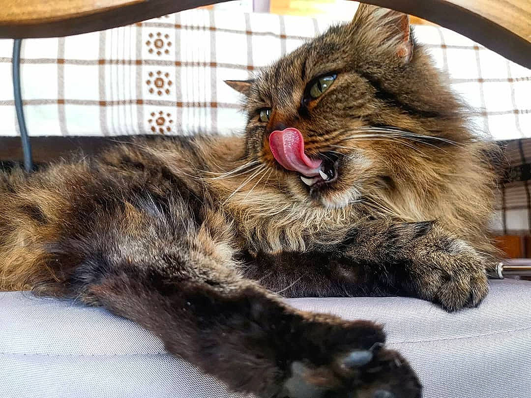 Bubule participe au concours pour gagner de l'argent avec cette photo : asian, carnivore, cat, claw, domestic_long_haired_cat, dragon_li, european_shorthair, facial_expression, felidae, fur, kitten, maine_coon, mammal, norwegian_forest_cat, paw, pixie_bob, small_to_medium_sized_cats, tabby_cat, whiskers, yawn