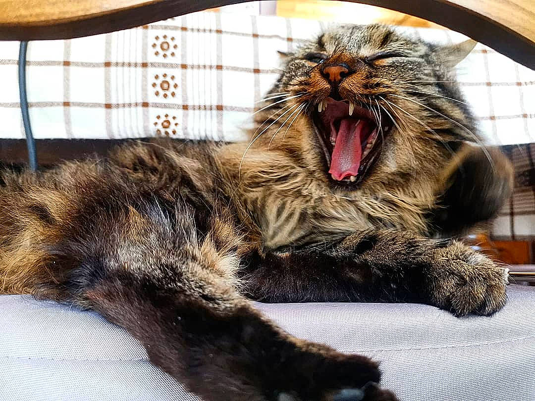 Bubule a rejoint le concours — aidez-le/la à gagner de superbes lots ! carnivore, cat, claw, eye, facial_expression, fang, felidae, fur, maine_coon, norwegian_forest_cat, paw, roar, small_to_medium_sized_cats, smile, snout, tabby_cat, tail, tooth, whiskers, yawn