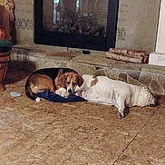 Lily is registered to the contest to win money with this photo: dog, beagle, bulldog, fireplace, stone, floor, indoor, resting, laying_down, cozy, home, pet, companion, animal, relaxing, brown, white, black, cushion, wood_logs