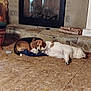 dog, beagle, bulldog, fireplace, stone, floor, indoor, resting, laying_down, cozy, home, pet, companion, animal, relaxing, brown, white, black, cushion, wood_logs