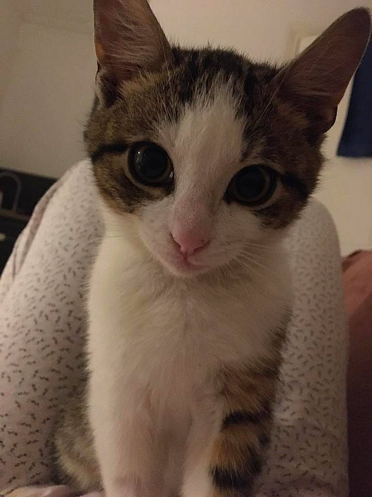 Mistral participe au concours pour gagner de l'argent avec cette photo : carnivore, cat, domestic_short_haired_cat, ear, eye, felidae, fur, head, iris, paw, pet_supply, small_to_medium_sized_cats, snout, whiskers, window