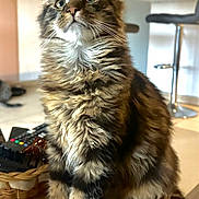 Tao participe au concours pour gagner de l'argent avec cette photo : cat, tabby, fluffy, sitting, indoor, curious, pet, feline, whiskers, ears, tail, basket, remote_control, furniture, stool, floor, home, animal, domestic, portrait