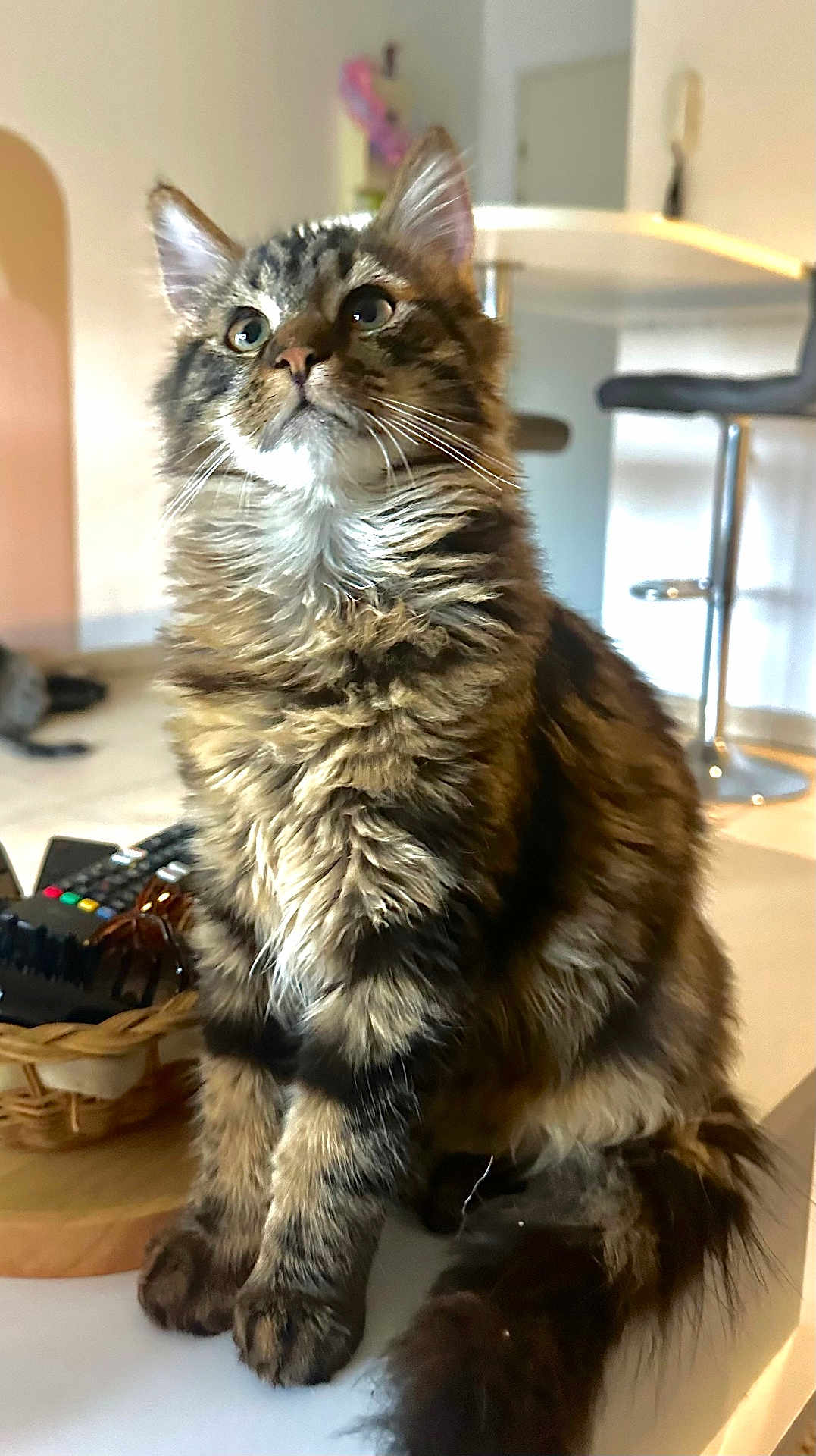 Tao participe au concours pour gagner de l'argent avec cette photo : cat, tabby, fluffy, sitting, indoor, curious, pet, feline, whiskers, ears, tail, basket, remote_control, furniture, stool, floor, home, animal, domestic, portrait