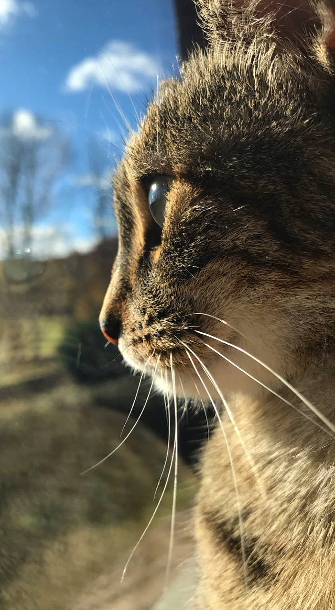 Isy a rejoint le concours — aidez-le/la à gagner de superbes lots ! carnivore, cat, claw, cloud, domestic_short_haired_cat, fawn, felidae, fur, grass, landscape, nature, plant, sky, small_to_medium_sized_cats, snout, tail, terrestrial_animal, tree, whiskers, wildlife