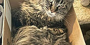 Rocky is registered to the contest to win money with this photo: cat, tabby, fluffy, cardboard_box, feline, pet, indoor, curious, resting, cozy, fur, whiskers, ears, relaxed, animal, household, soft_texture, closeup, cute, domestic