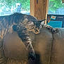Rocky joined the competition — help win amazing prizes! cat, tabby, feline, pet, sleeping, resting, stretching, fur, indoor, couch, leather, window, wood, beam, greenery, relaxation, animal, domestic, cozy, home