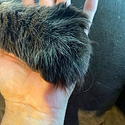 Rocky joined the competition — help win amazing prizes! hand, cat_paw, fur, close_up, animal, pet, fingers, skin, dark_fur, texture, holding, soft, whiskers, claw, background, blurred, indoor, domestic, animal_part, touch
