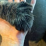 hand, cat_paw, fur, close_up, animal, pet, fingers, skin, dark_fur, texture, holding, soft, whiskers, claw, background, blurred, indoor, domestic, animal_part, touch