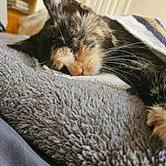 Patches joined the competition — help win amazing prizes! animal, blanket, calico_cat, cat, close_up, comfort, cozy, feline, furniture, furry, home, indoor, nap, pet, relaxation, resting, sleeping, soft_texture, towel, whiskers